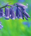 Bluebell Bulbs English - Hyacinthoides non-scripta